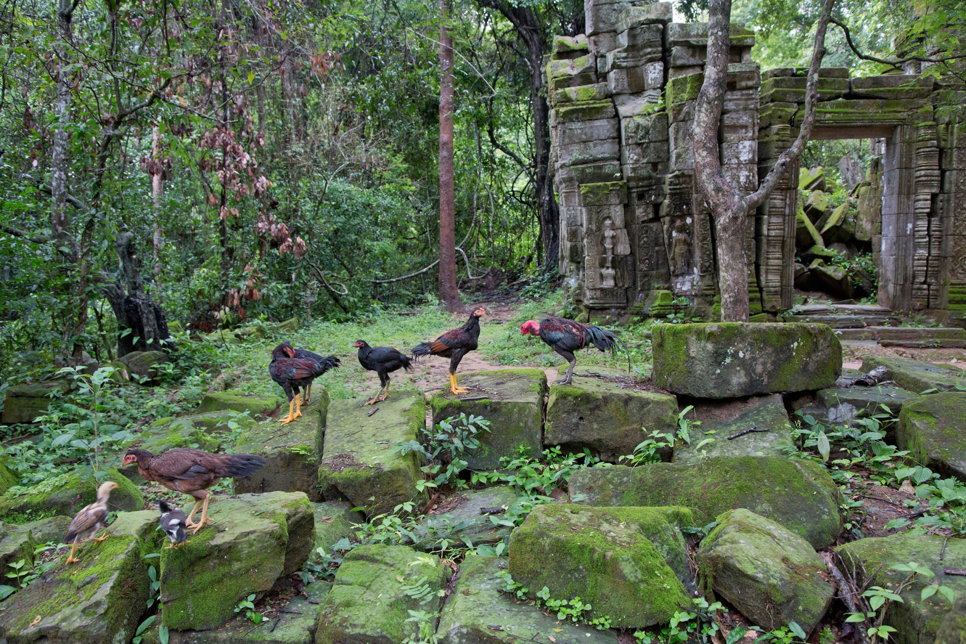 AnkorWat24