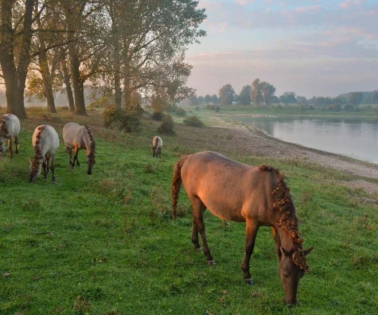 Rijk van Nijmegen